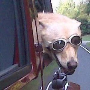 Meet your Posher, Chip